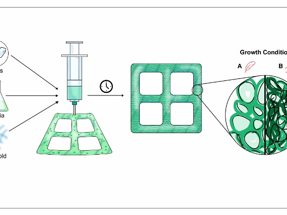 Toward customizable timber, grown in a lab MIT researchers can now control the physical and mechanical properties of lab-grown plant materials. This could enable...