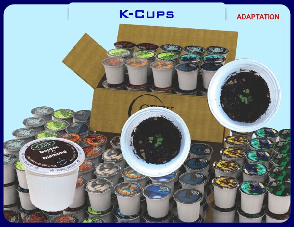 K-Cups-24-1-3