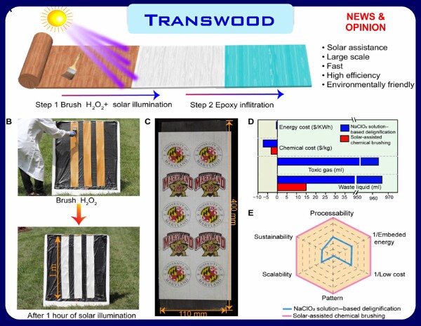 TransWood-24-1-3